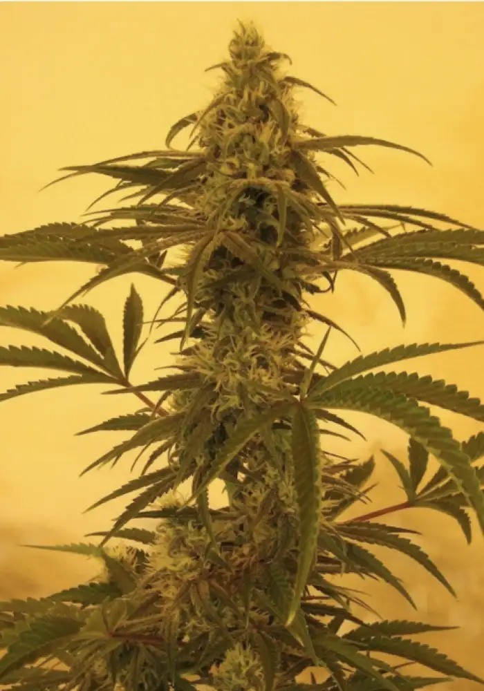 Super Silver Haze