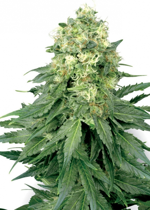 3208-white-widow_500.jpg