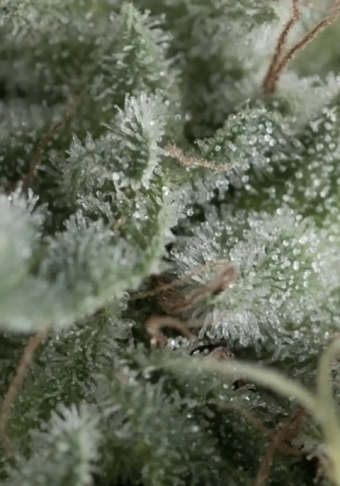 Auto Nefertiti