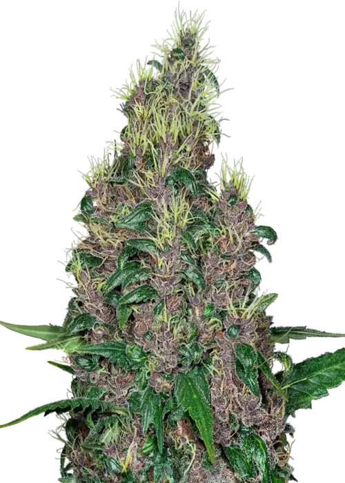 Mandarine Jam Fem