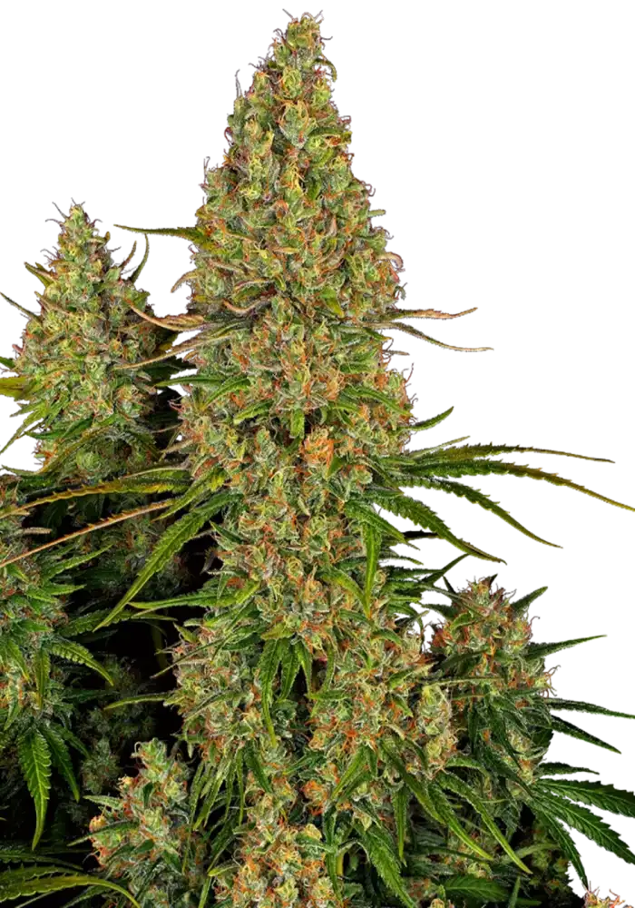 Sticky Orange XXL Auto