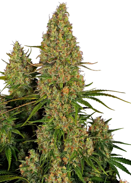 Sticky Orange XXL Auto