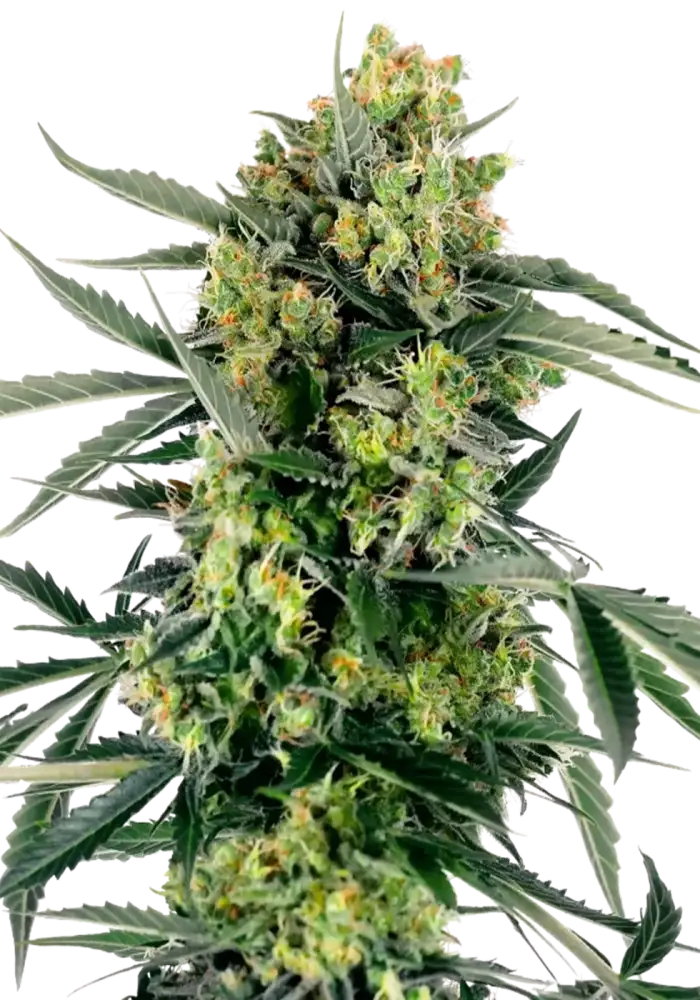 Blueberry Candiez Auto