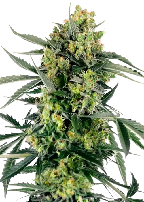 Blueberry Candiez Auto