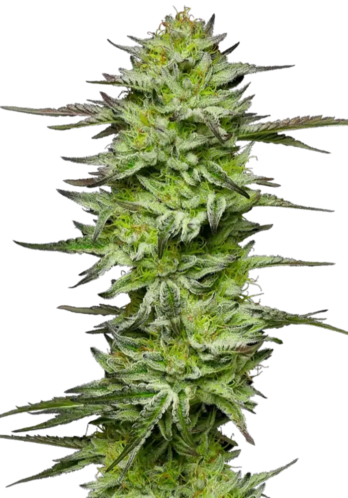 Amnesia Jelly Auto