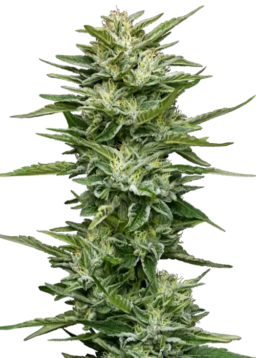 Pineapple Kush Cake Auto