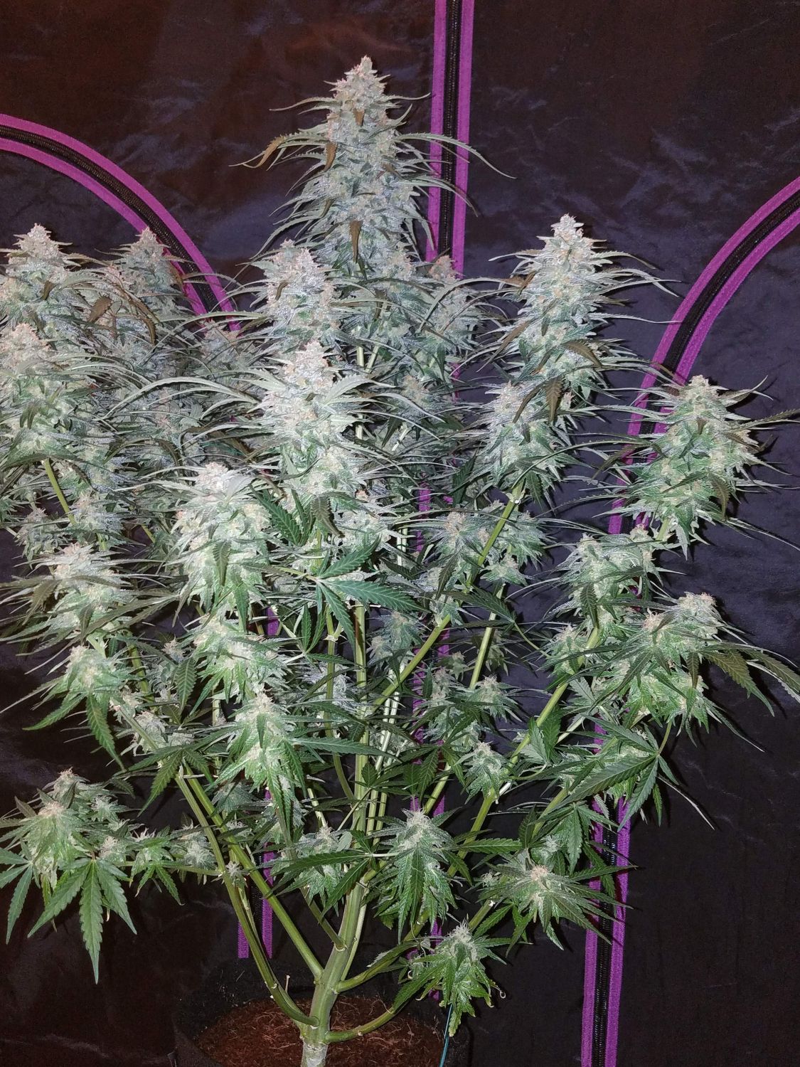 Buds express