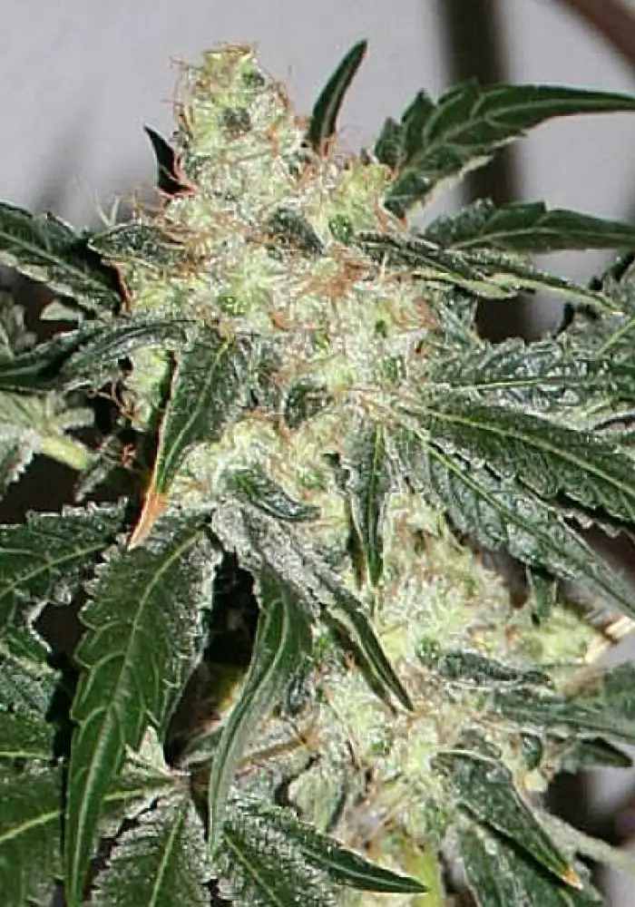 Auto Acid