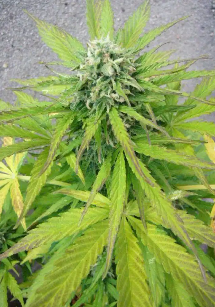 Auto Whiteberry