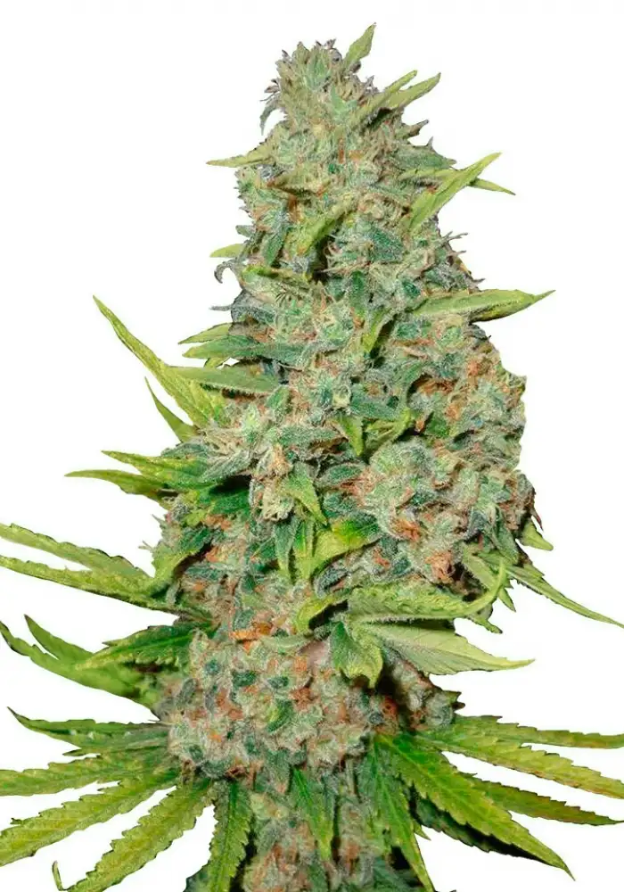 Auto AK 47