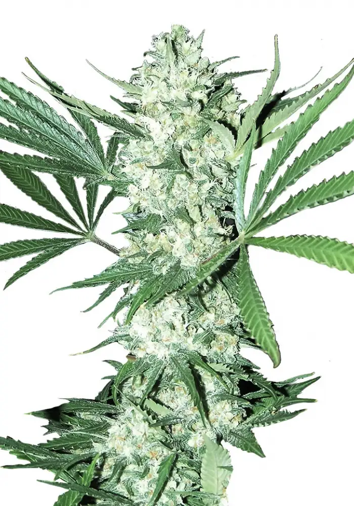 Auto White Widow