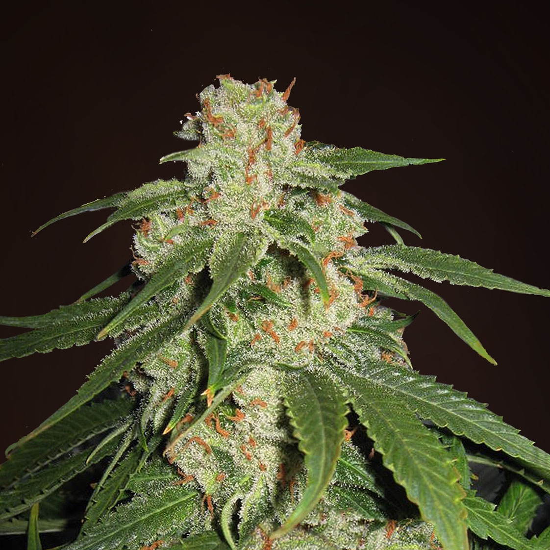 Семена Марихуаны Недорогие Купить