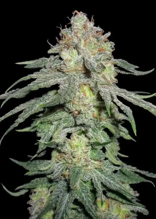 Monster Kush