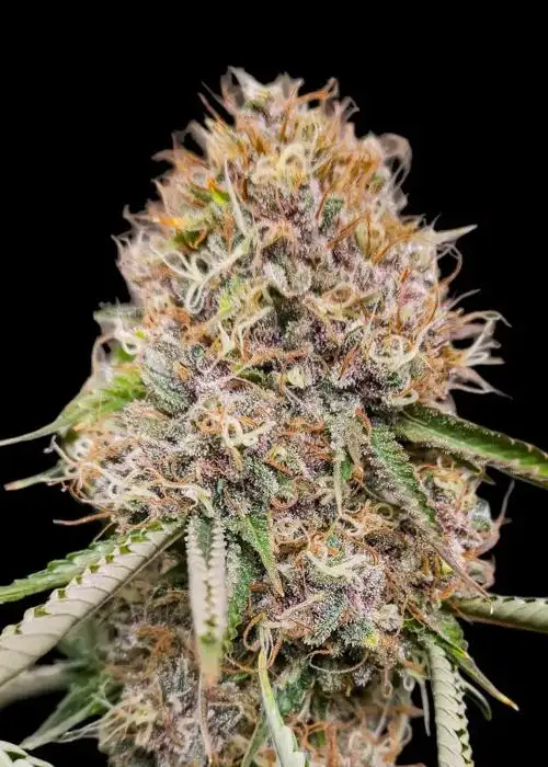 Mimosa Zkittlez Fast