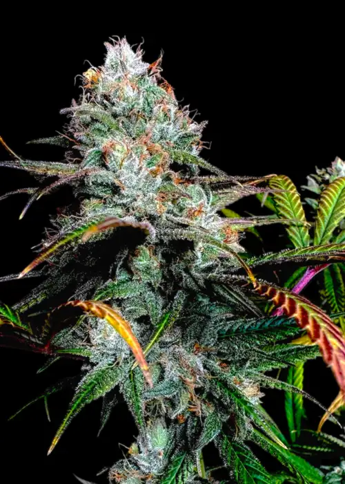 Gorilla Vanilla©