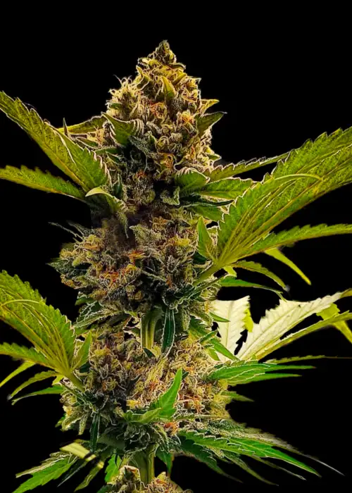 Forgotten Haze Cake | Amnesia White©