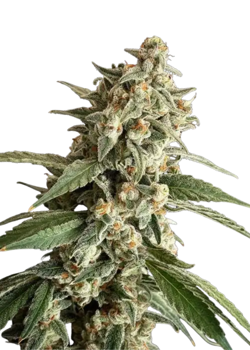 Papaya RuntZ x Pellezino