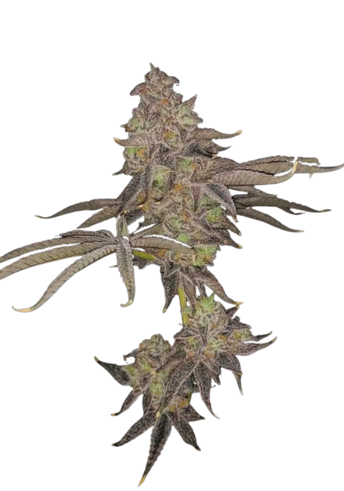 Fruit Gum