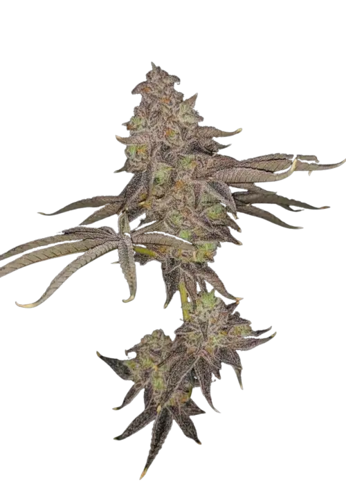 Fruit Gum