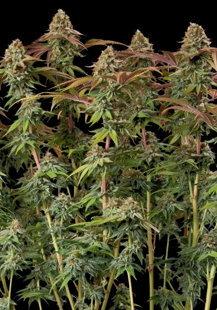 Terp and Tonic Auto