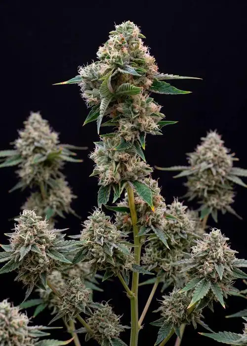Cheese Autoflower