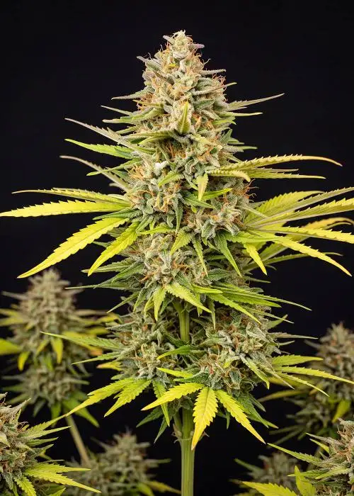 Bubblegum Autoflower