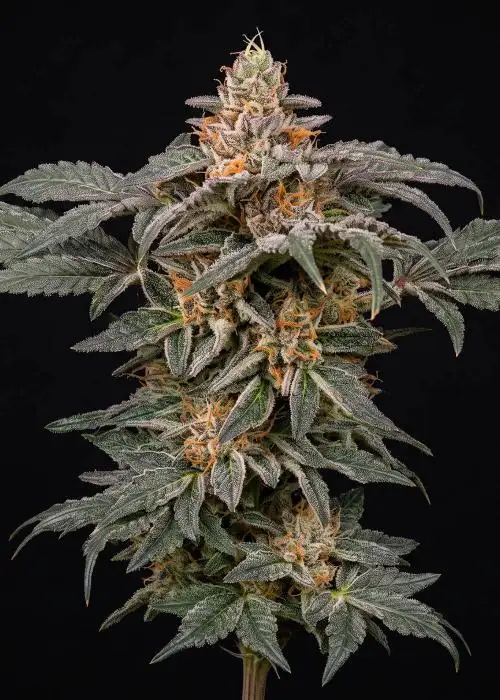Alien OG