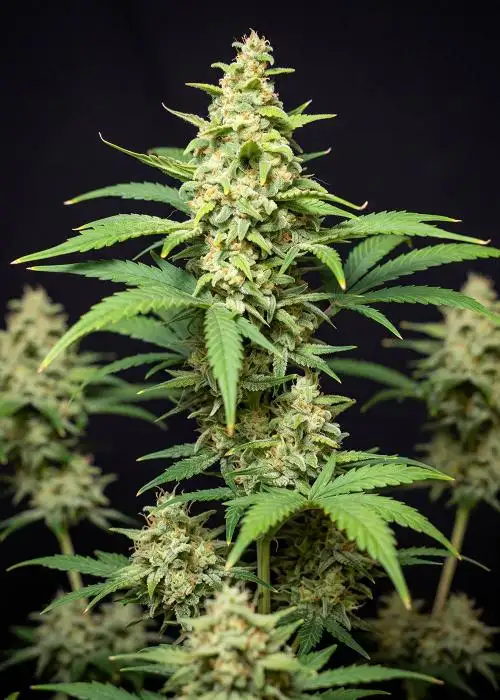 Sour Diesel Autoflower
