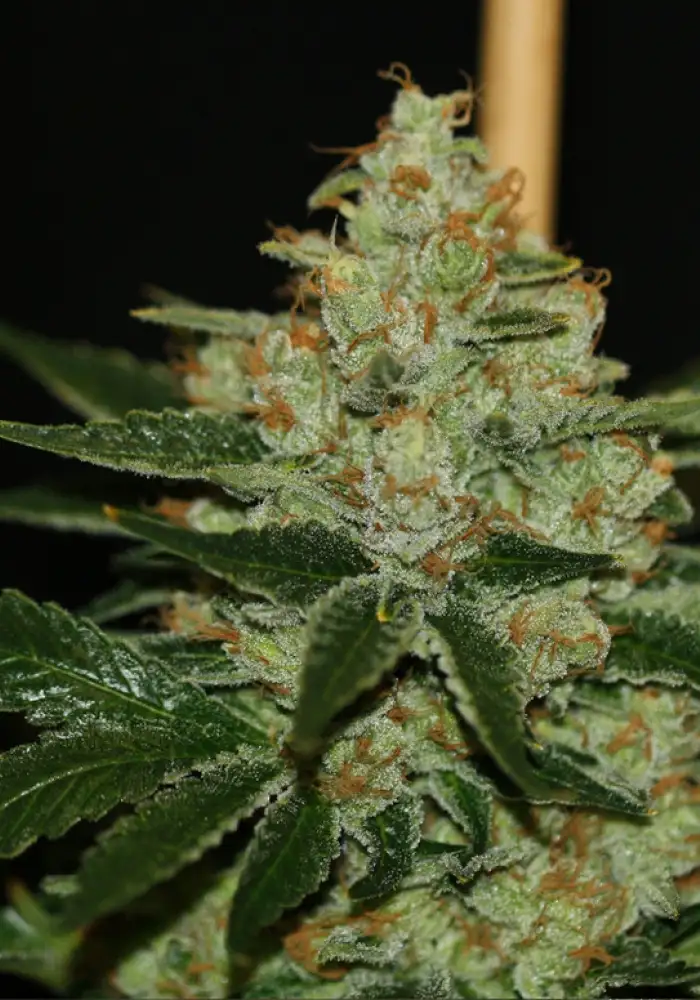 UnderDawg Kush