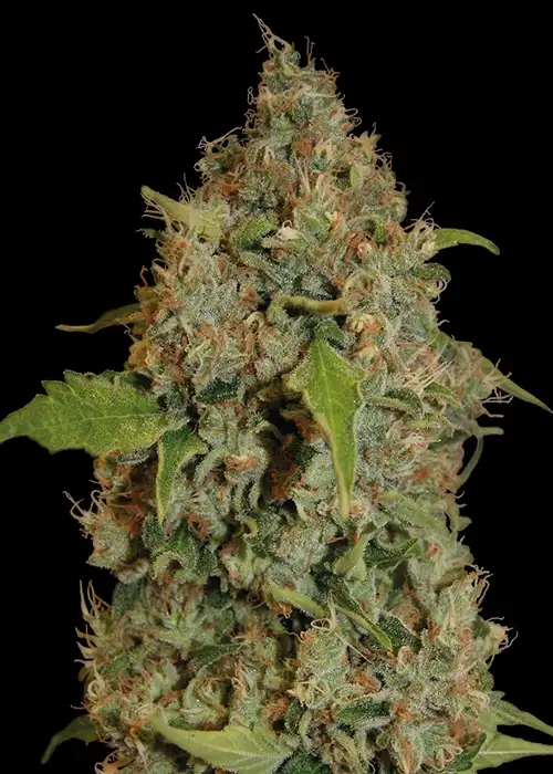Chronic Thunder