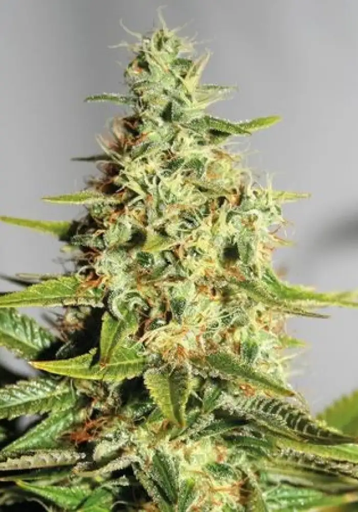 Grape Muerte Auto