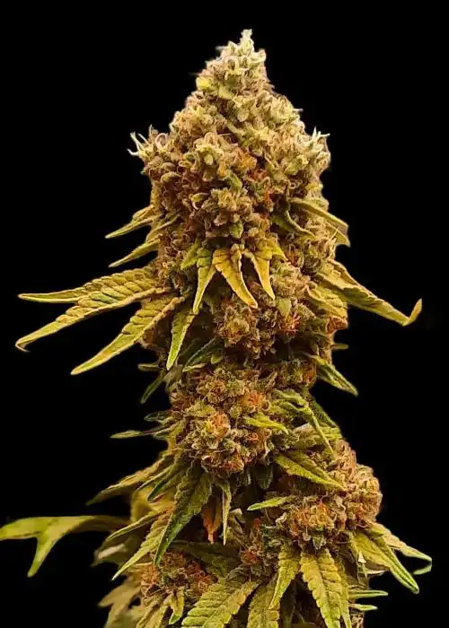 Peanut Butter Breath