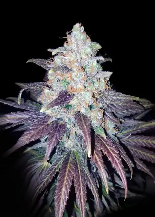 Bruce Banner x White Russian
