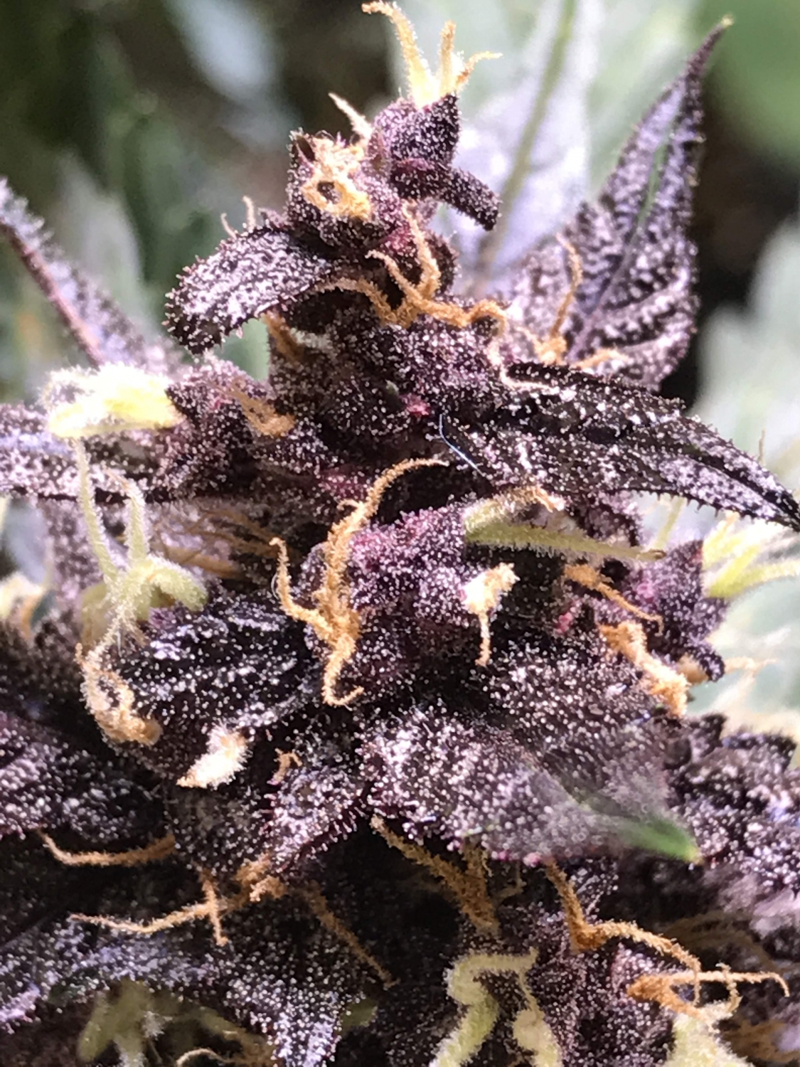 Devil Cream Auto® Strain Info / Devil Cream Auto® Weed By Sweet Seeds