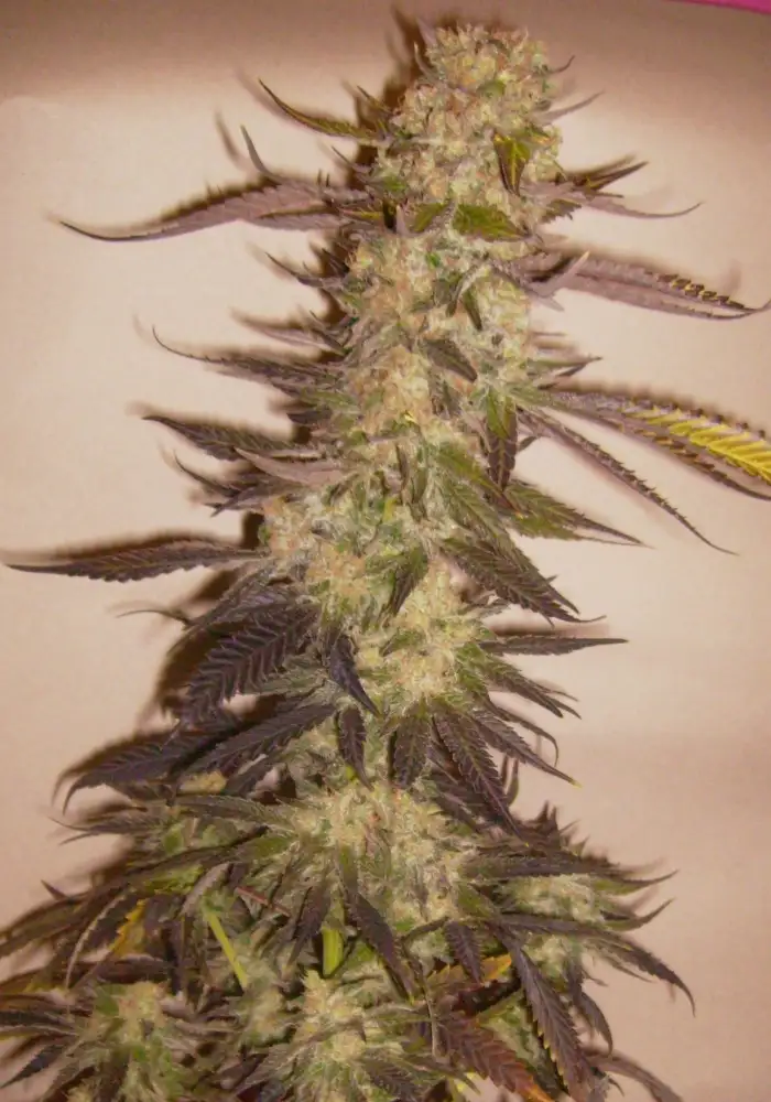 Afghan Kush Special