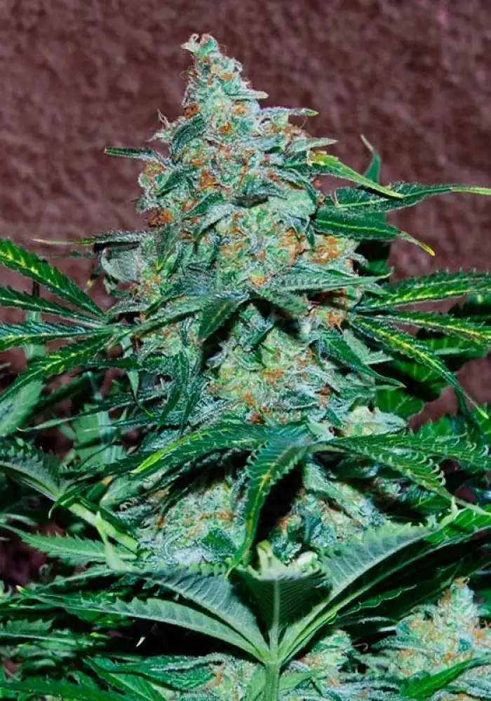 Amnesia Auto