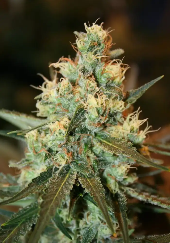 Fruity Chronic Juice