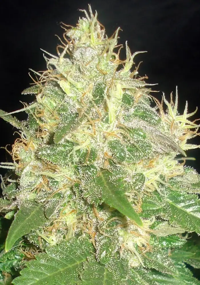 Northern Light Blue Auto