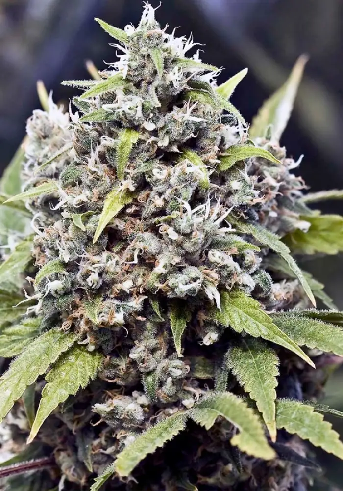 Pure AK