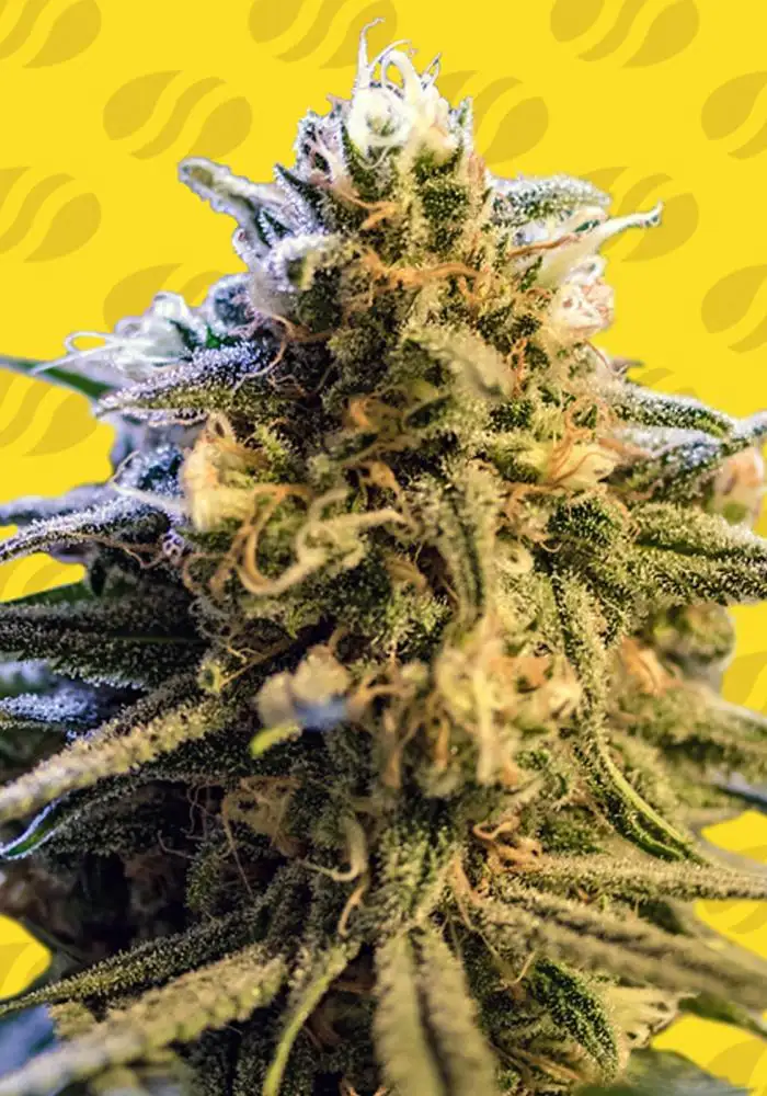 Lemon Oasis Auto