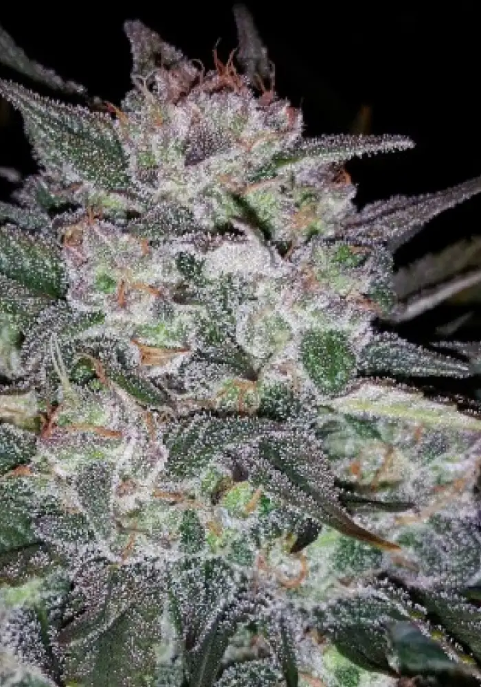 Auto Blues