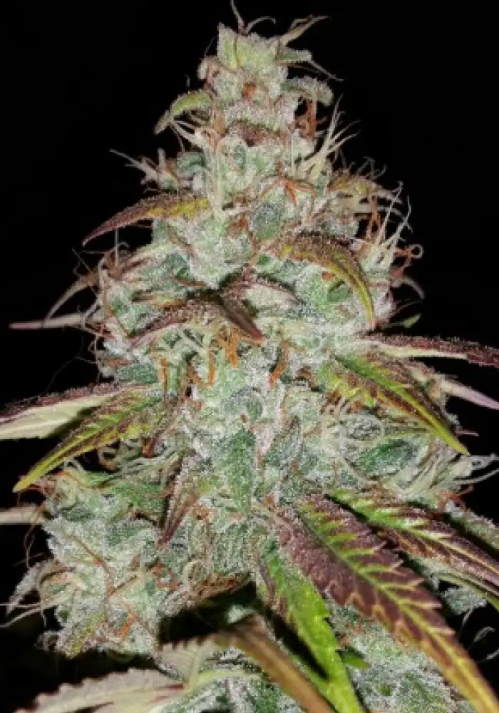 Illuminauto №10 Chem City Blues X Chemdogging