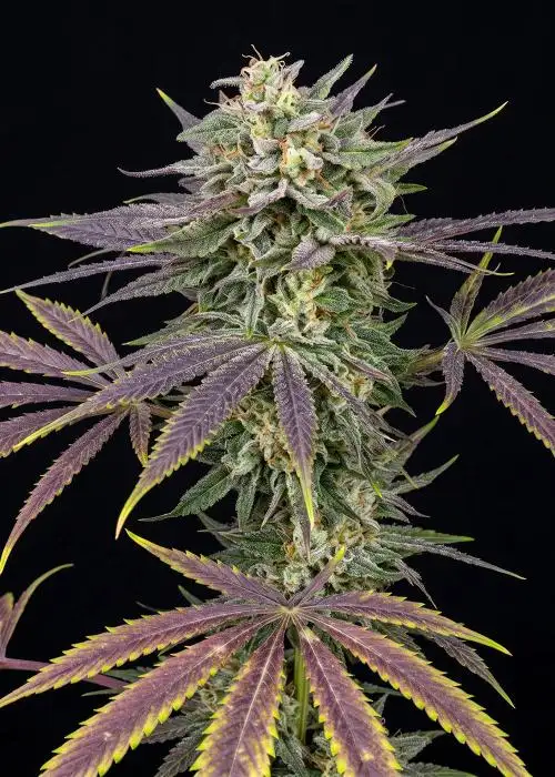 Maui Wowie