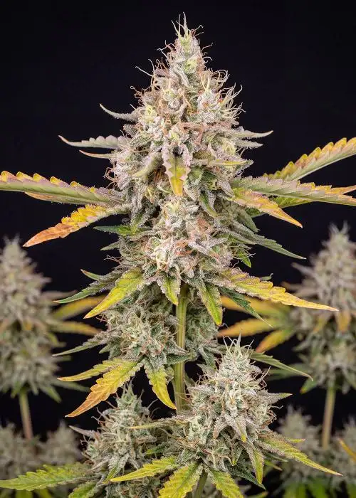 NYC Diesel Autoflower