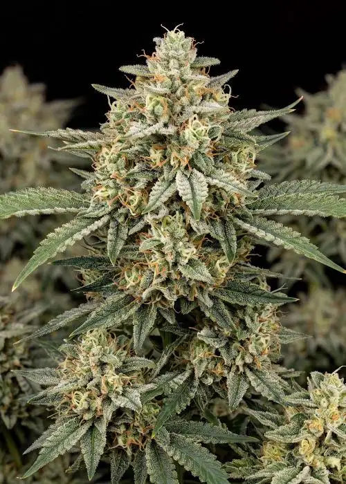 Jack Herer Autoflower