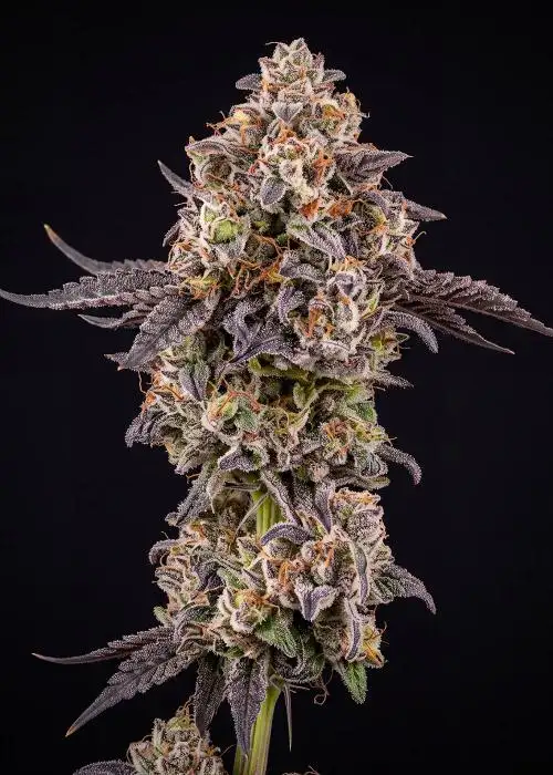 Master Kush
