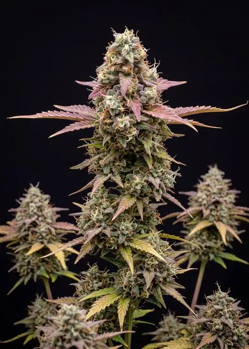 Runtz Autoflower