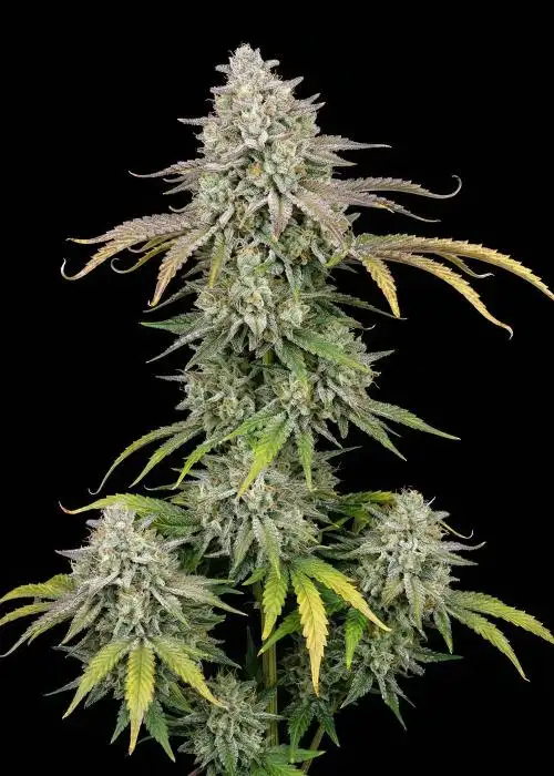 Blue Dream Autoflower