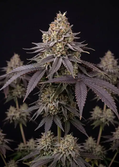 Do-Si-Dos Autoflower