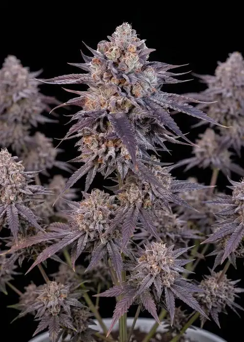 Grizzly Purple Autoflower